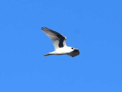 Image of Letter-winged Kite