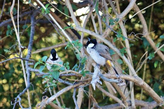 Image of White-eared Bulbul