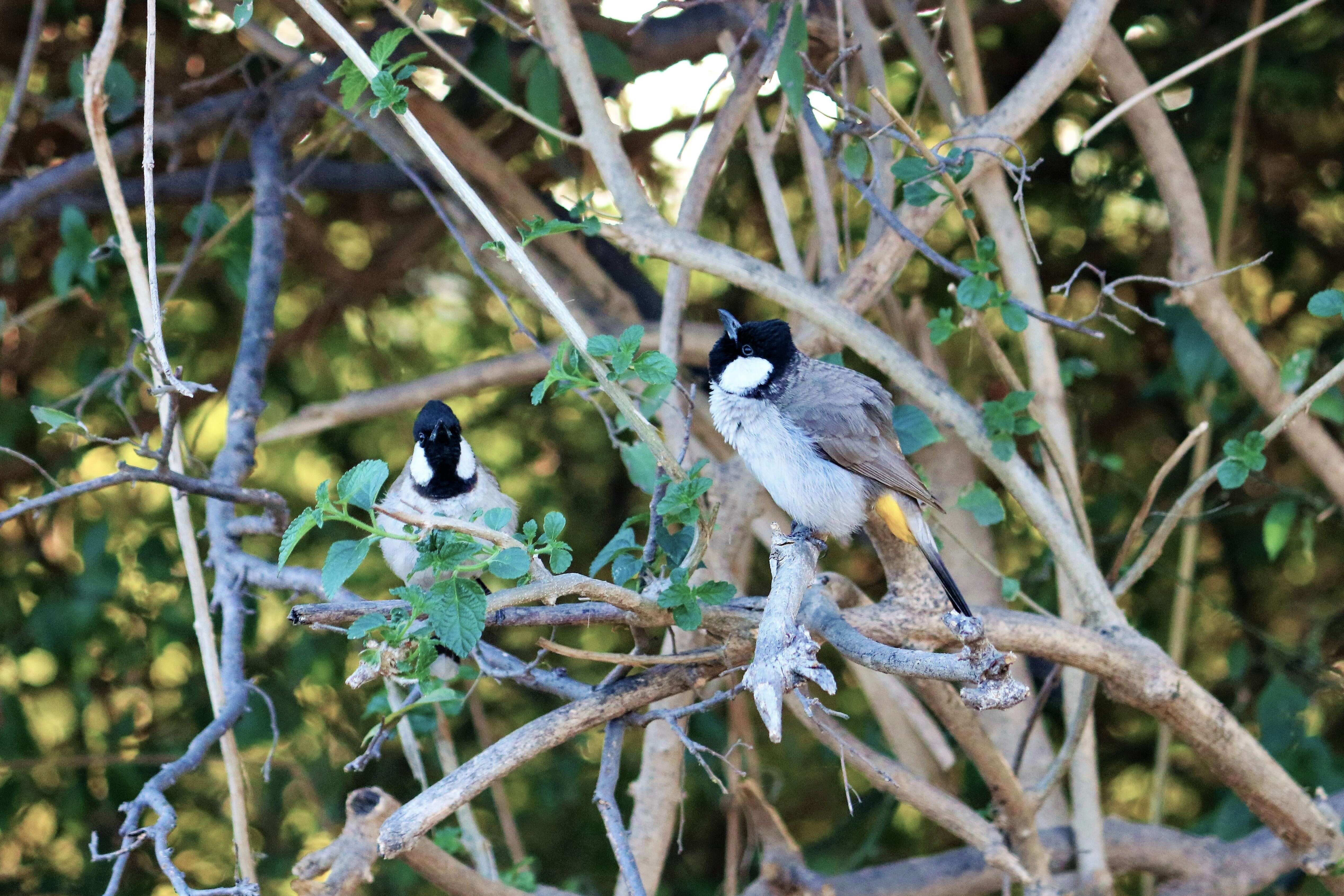 Image of White-eared Bulbul