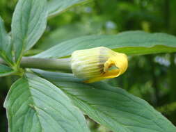 Image of Jack in the pulpit