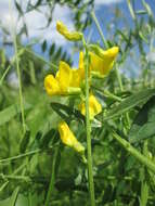 Image of meadow pea