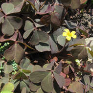 Image of creeping woodsorrel