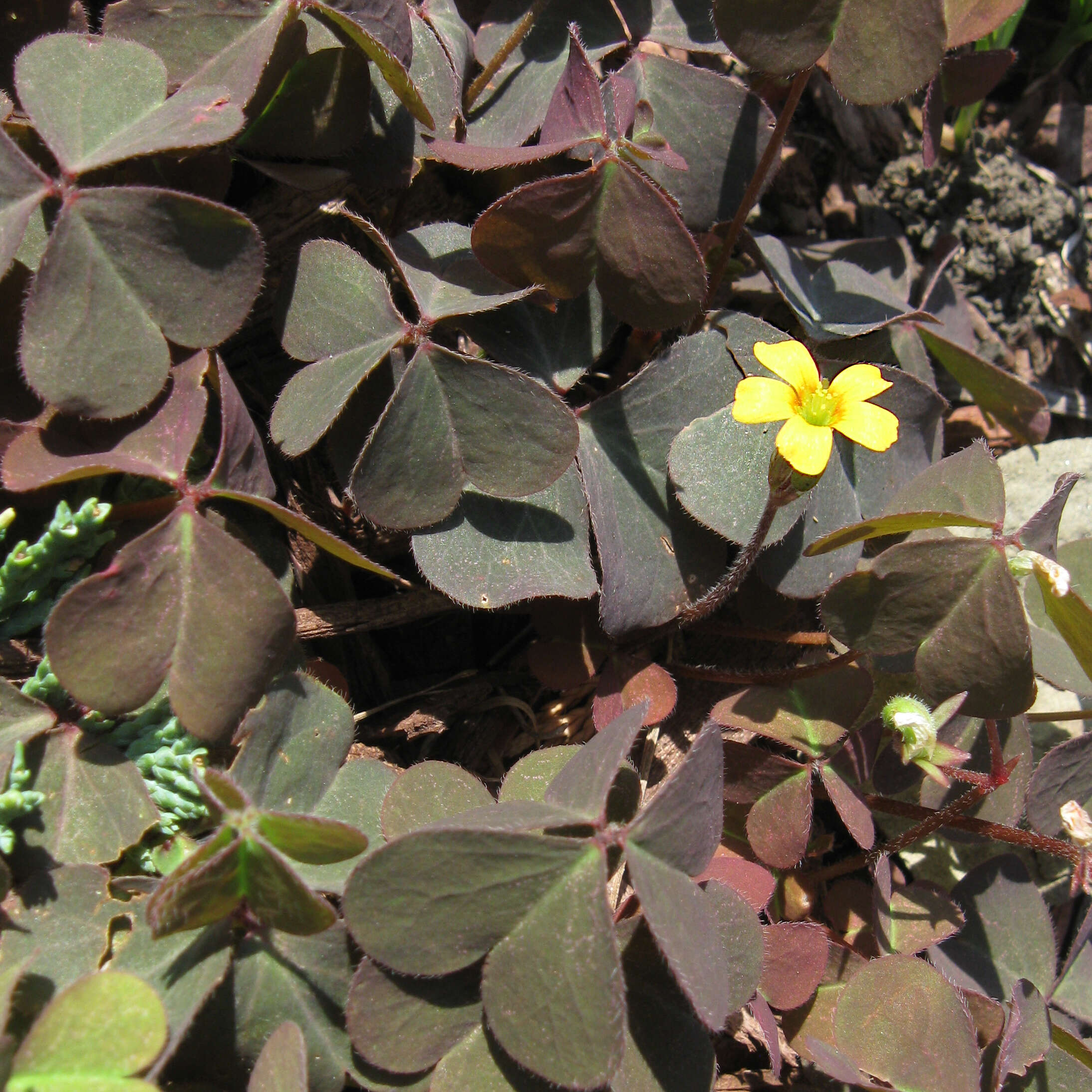 Image of creeping woodsorrel