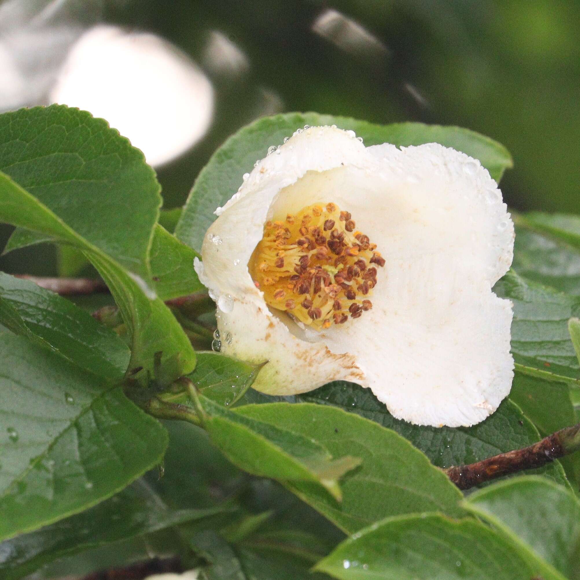 Imagem de Stewartia pseudocamellia Maxim.