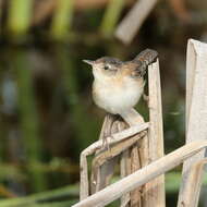 Image of Marsh Wren