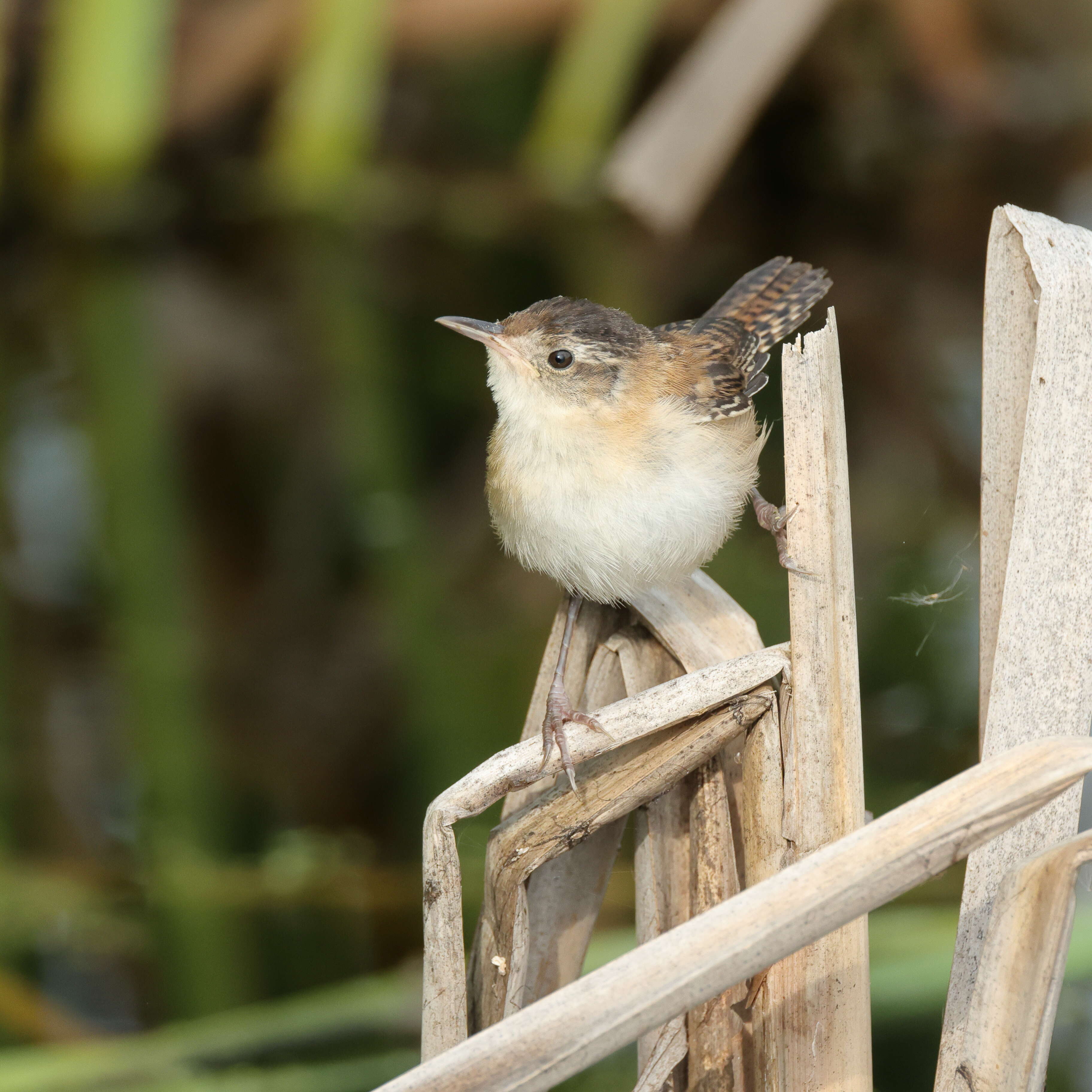 Image of Marsh Wren