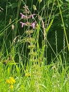 Image of hedge nettle