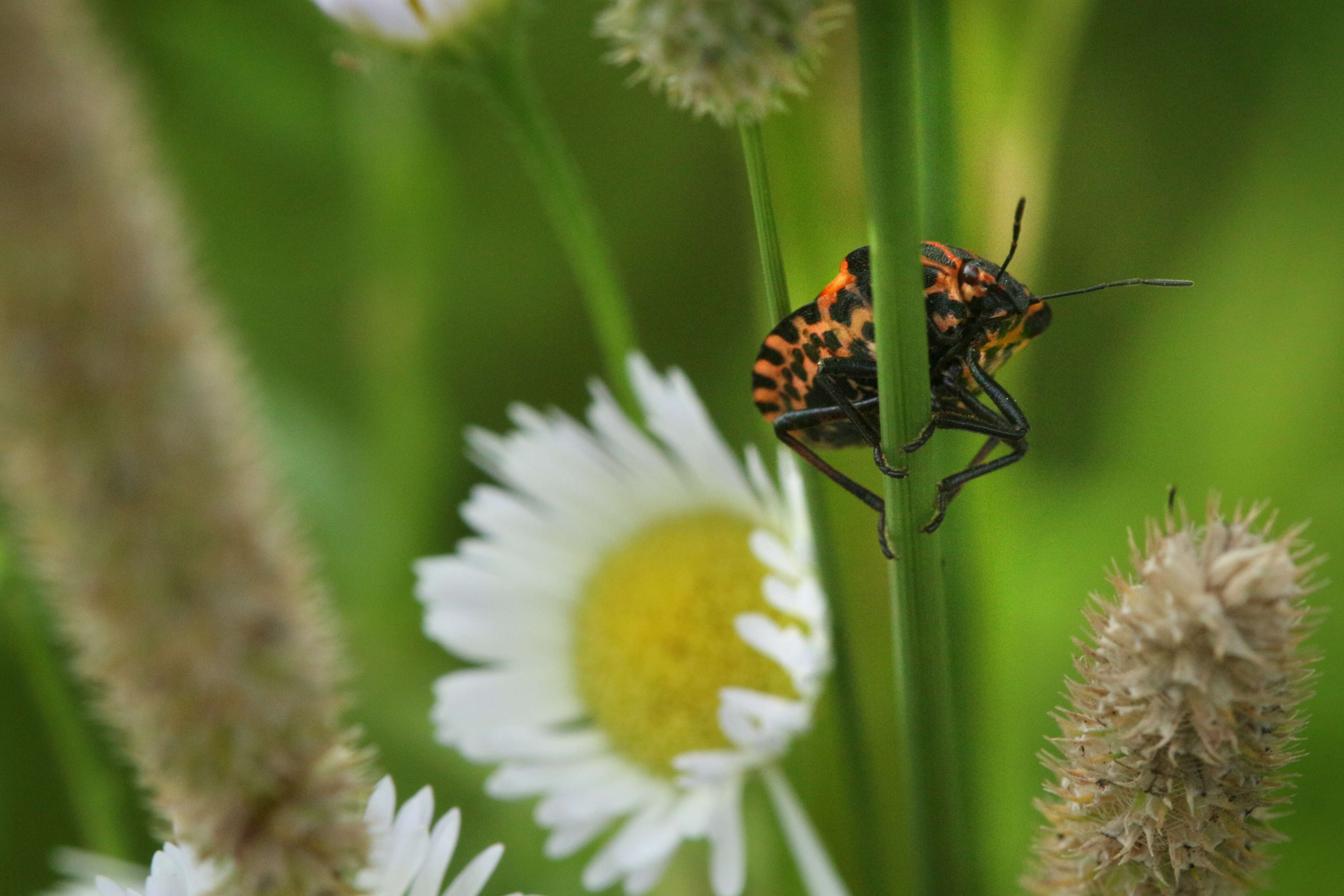 Image of <i>Graphosoma italicum</i>