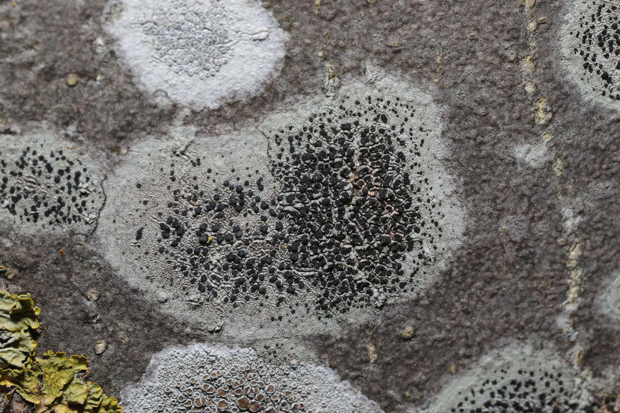 Image of lecidella lichen