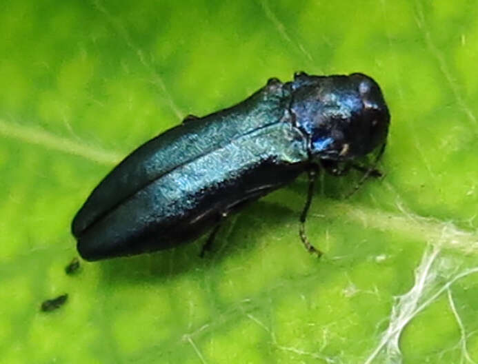 Imagem de Agrilus cyanescens (Ratzeburg 1837)