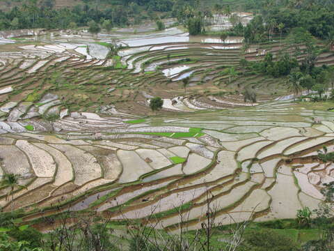 Imagem de Oryza sativa L.