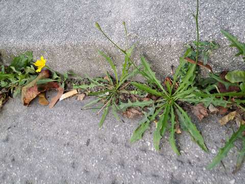 Image of fall dandelion