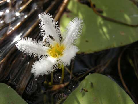 Image of Water-snowflake