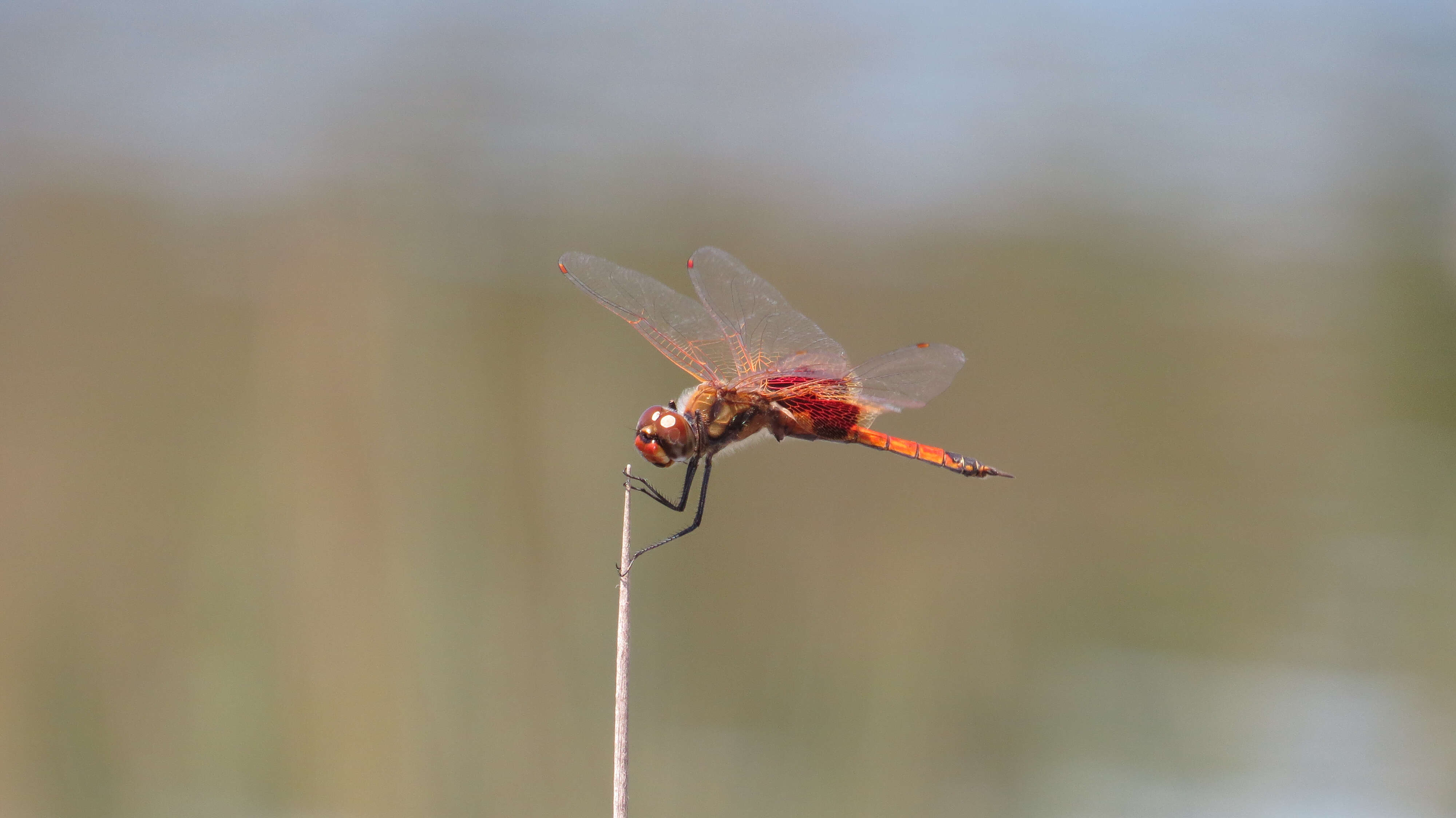 Image of Common Glider