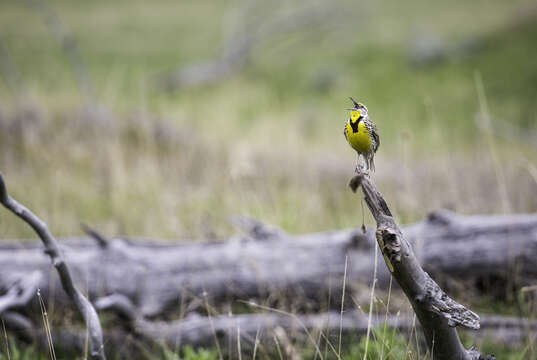 Image of Western Meadowlark