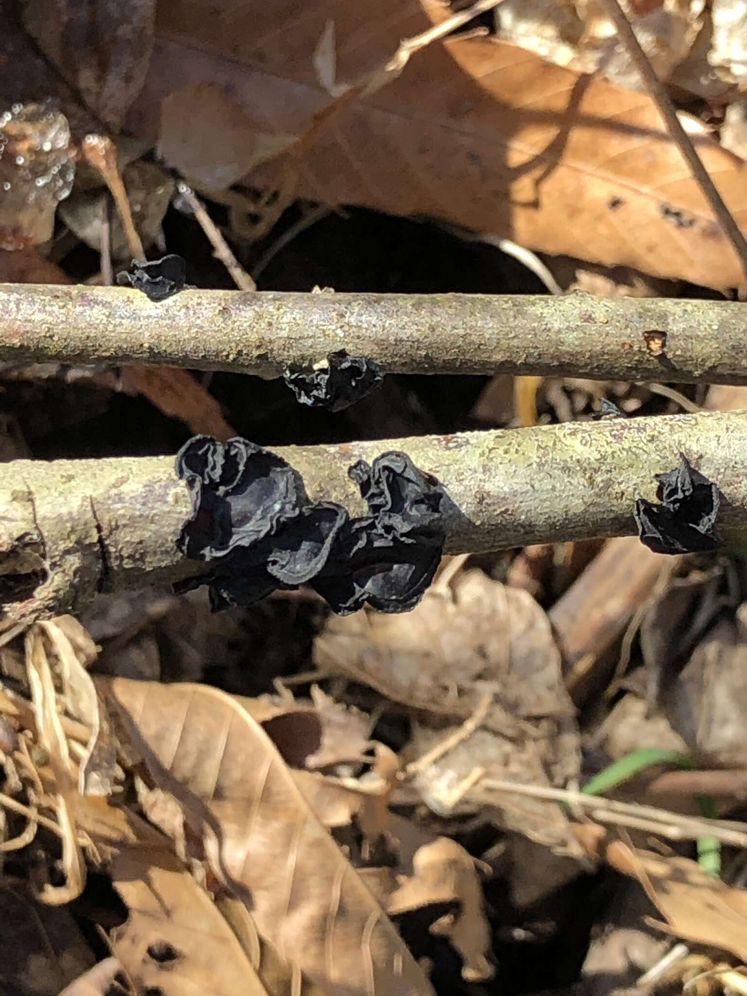 Image of Black Witches' Butter