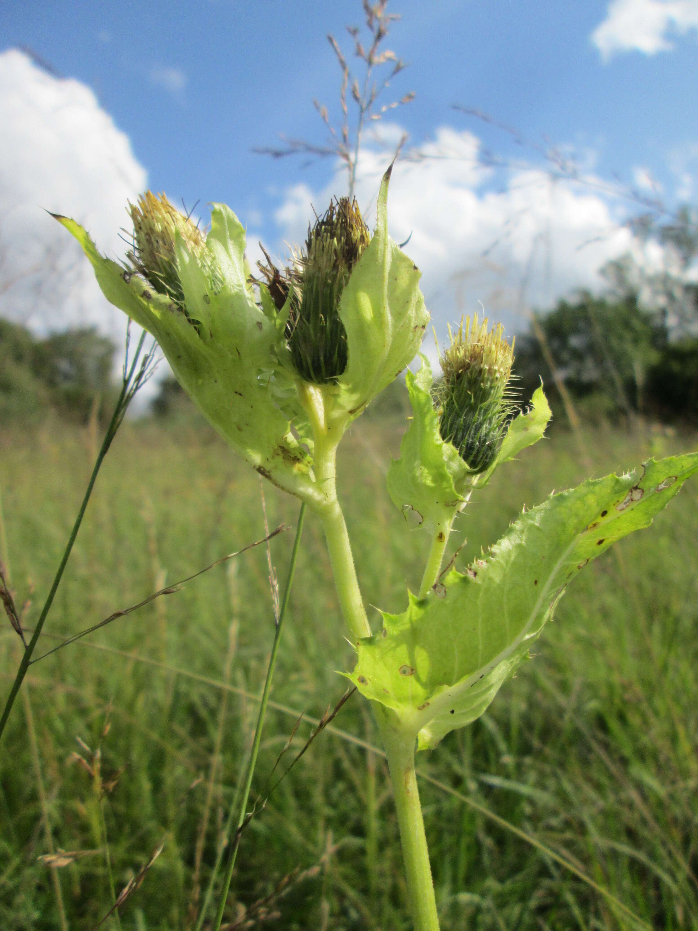 Image of Cabbage Thistle