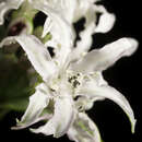 Image of Masons' Nerine