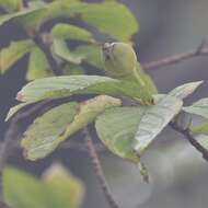 Imagem de Stewartia pseudocamellia Maxim.