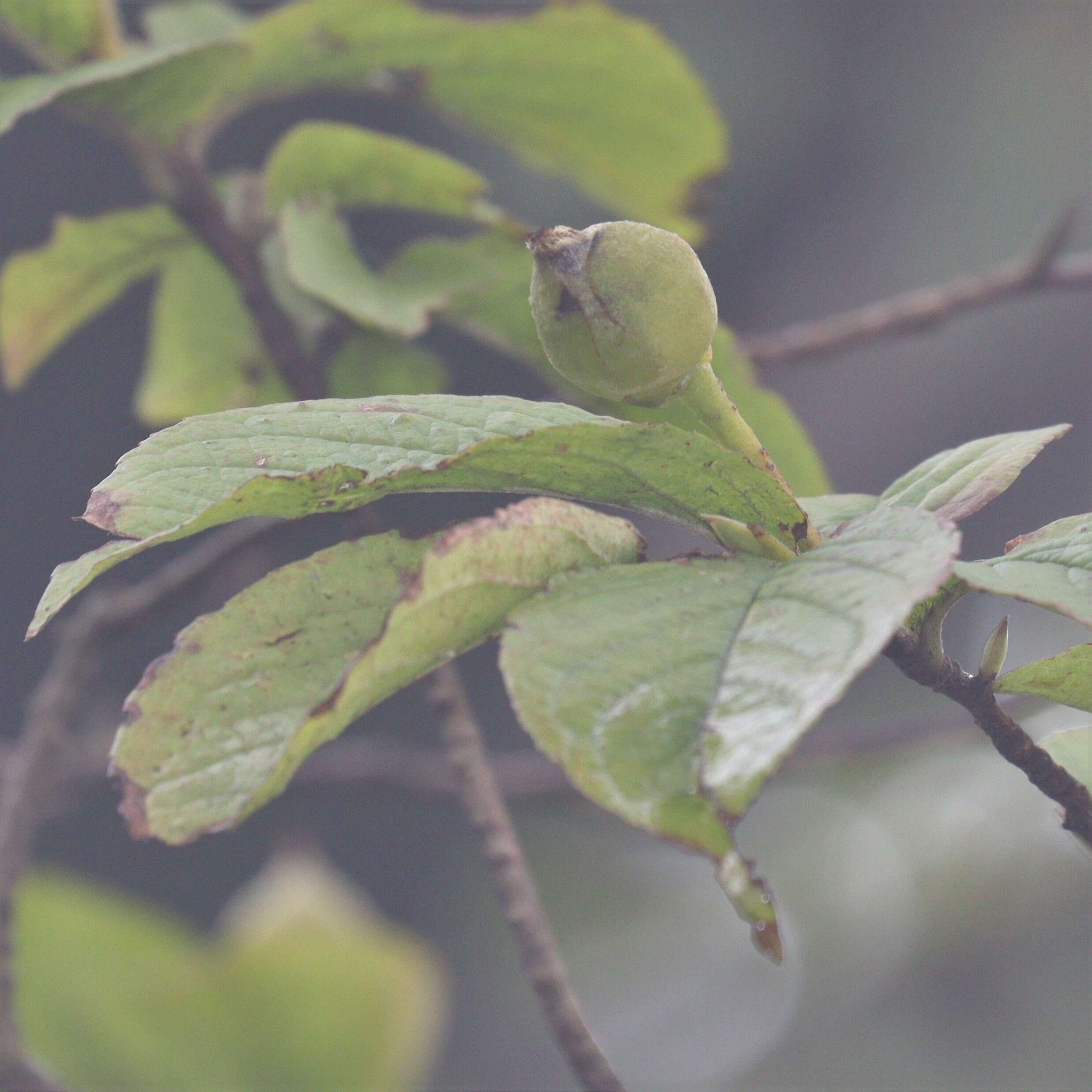 Image of Japanese stewartia