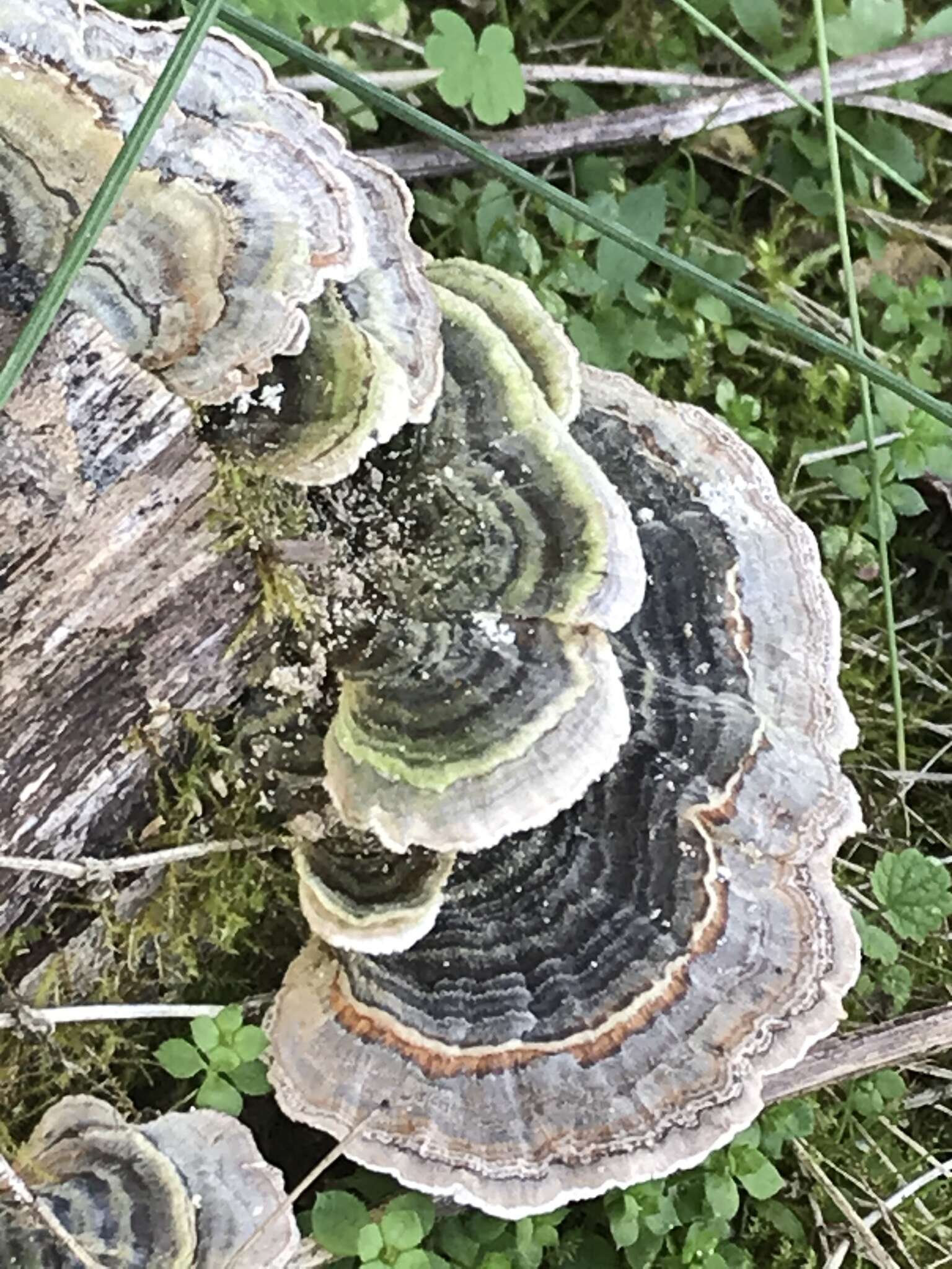 Image of Turkey Tail