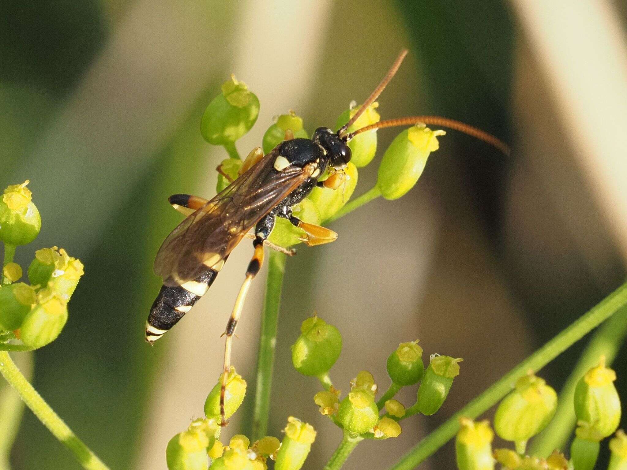 Sivun Ichneumon sarcitorius Linnaeus 1758 kuva