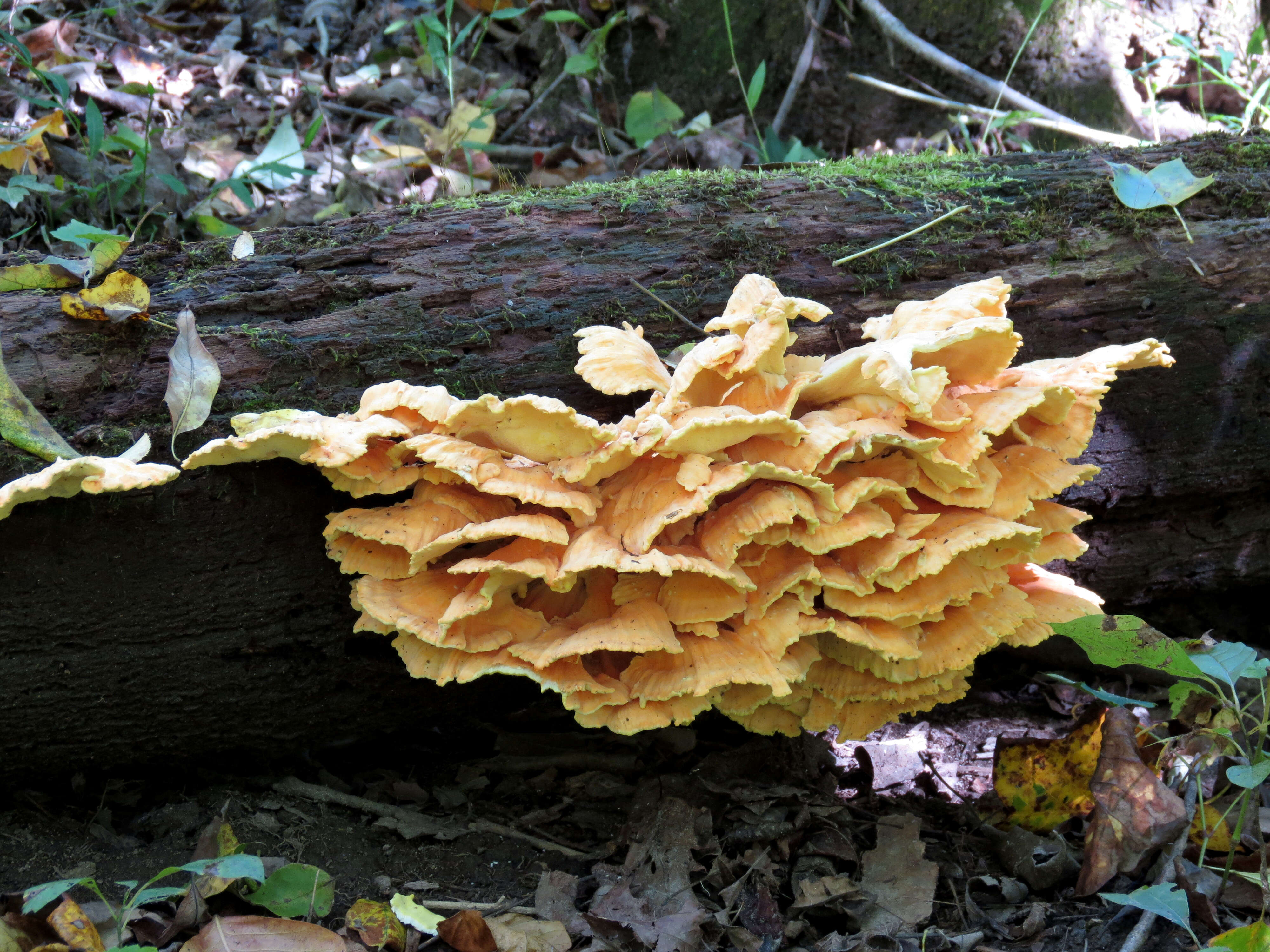 Image de Laetiporus