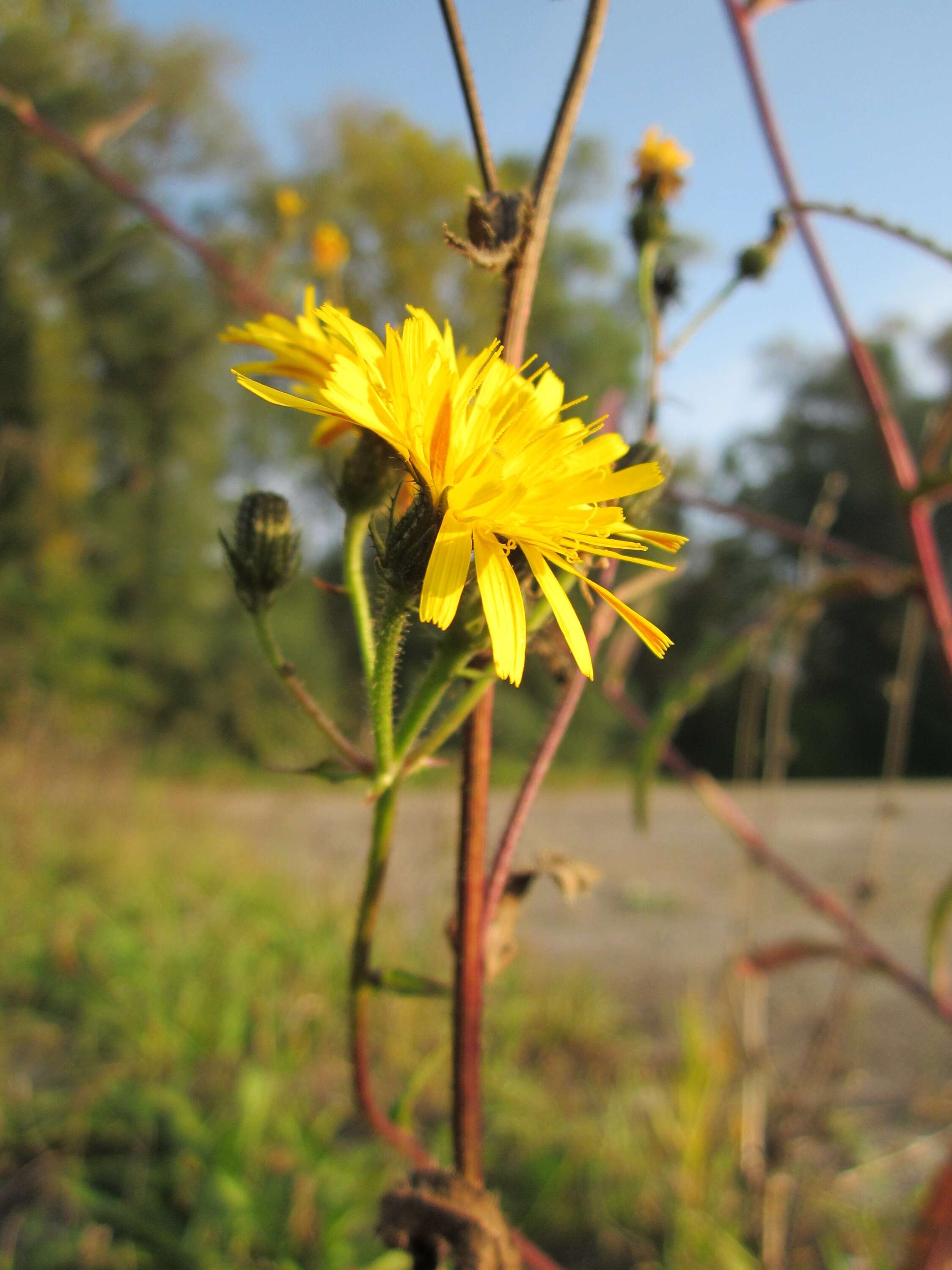 Слика од Picris hieracioides L.