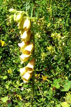 Imagem de Digitalis grandiflora Mill.