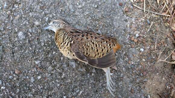 Image of Barred Buttonquail