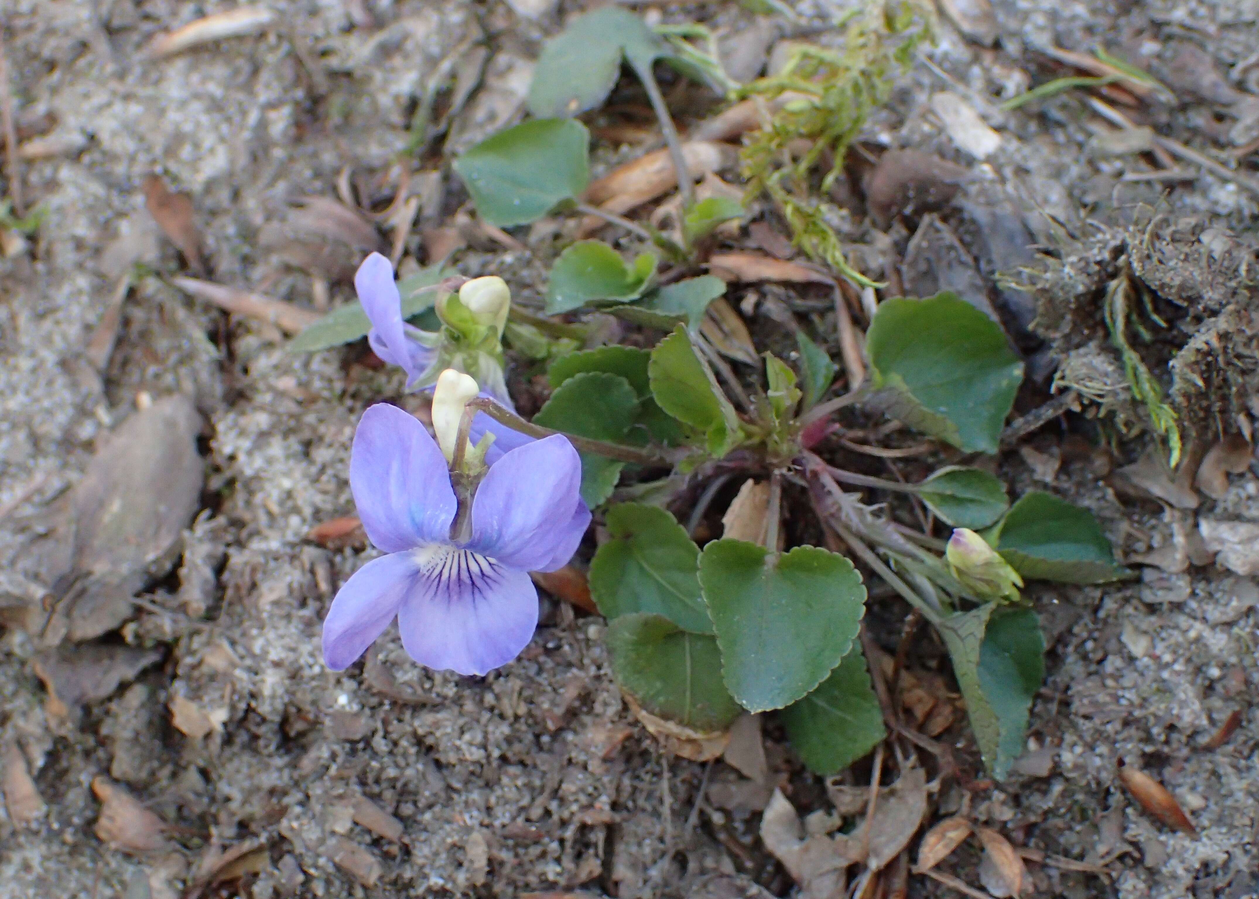 Image of common dog-violet