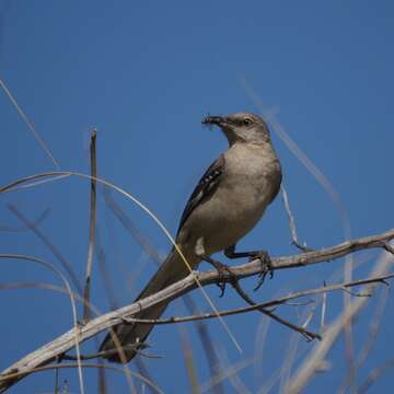 Image of Northern Mockingbird