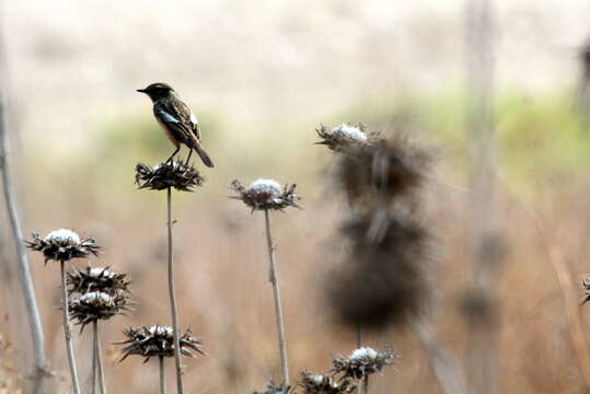 Image of Whinchat