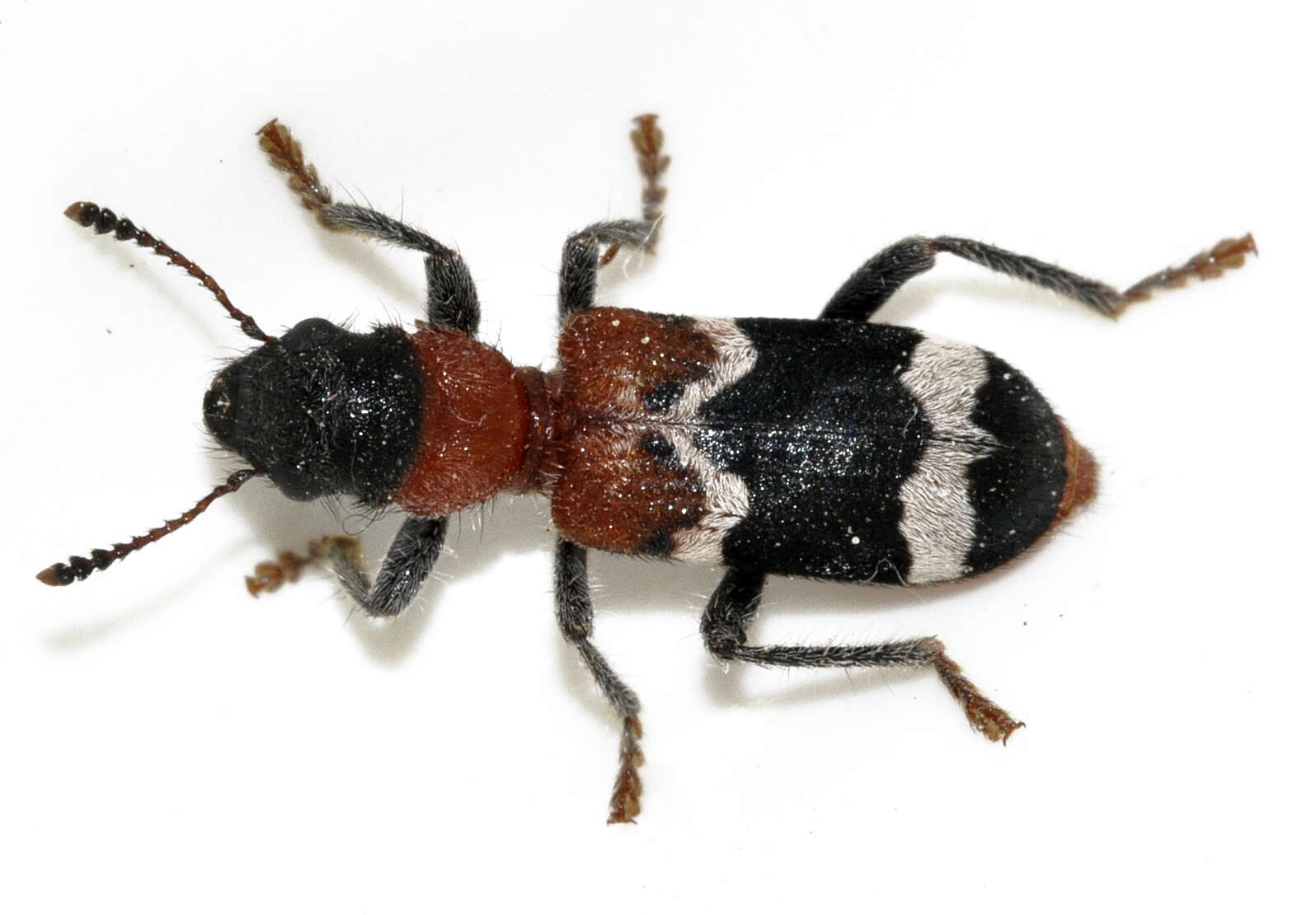 Image of Thanasimus formicarius