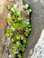 Image of Ranunculus acaulis Banks & Soland.