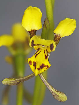 Image of Granite Donkey Orchid