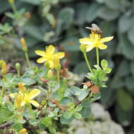 Image of Hypericum pallens Banks & Sol.