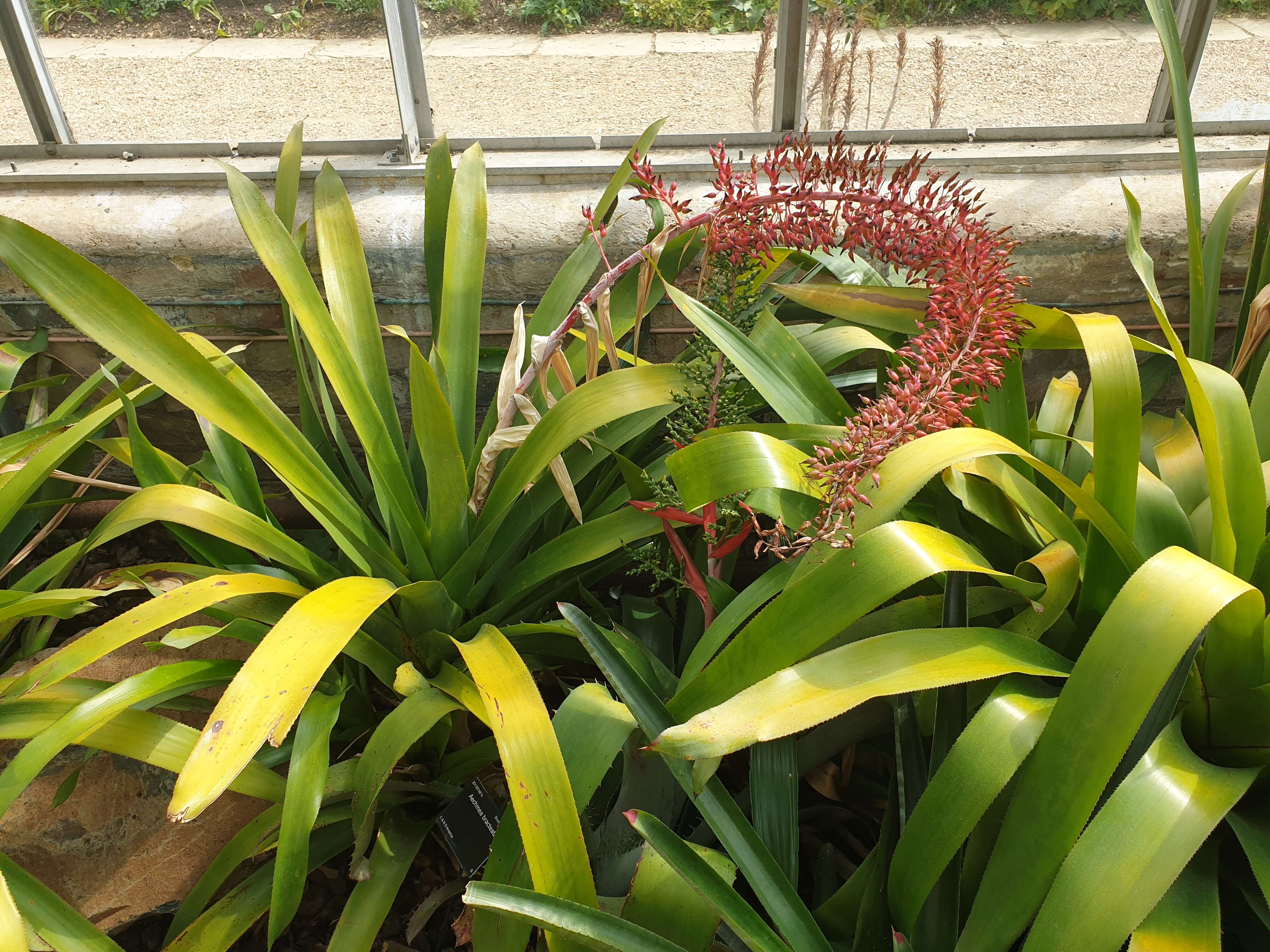 Image of Aechmea bracteata (Sw.) Griseb.