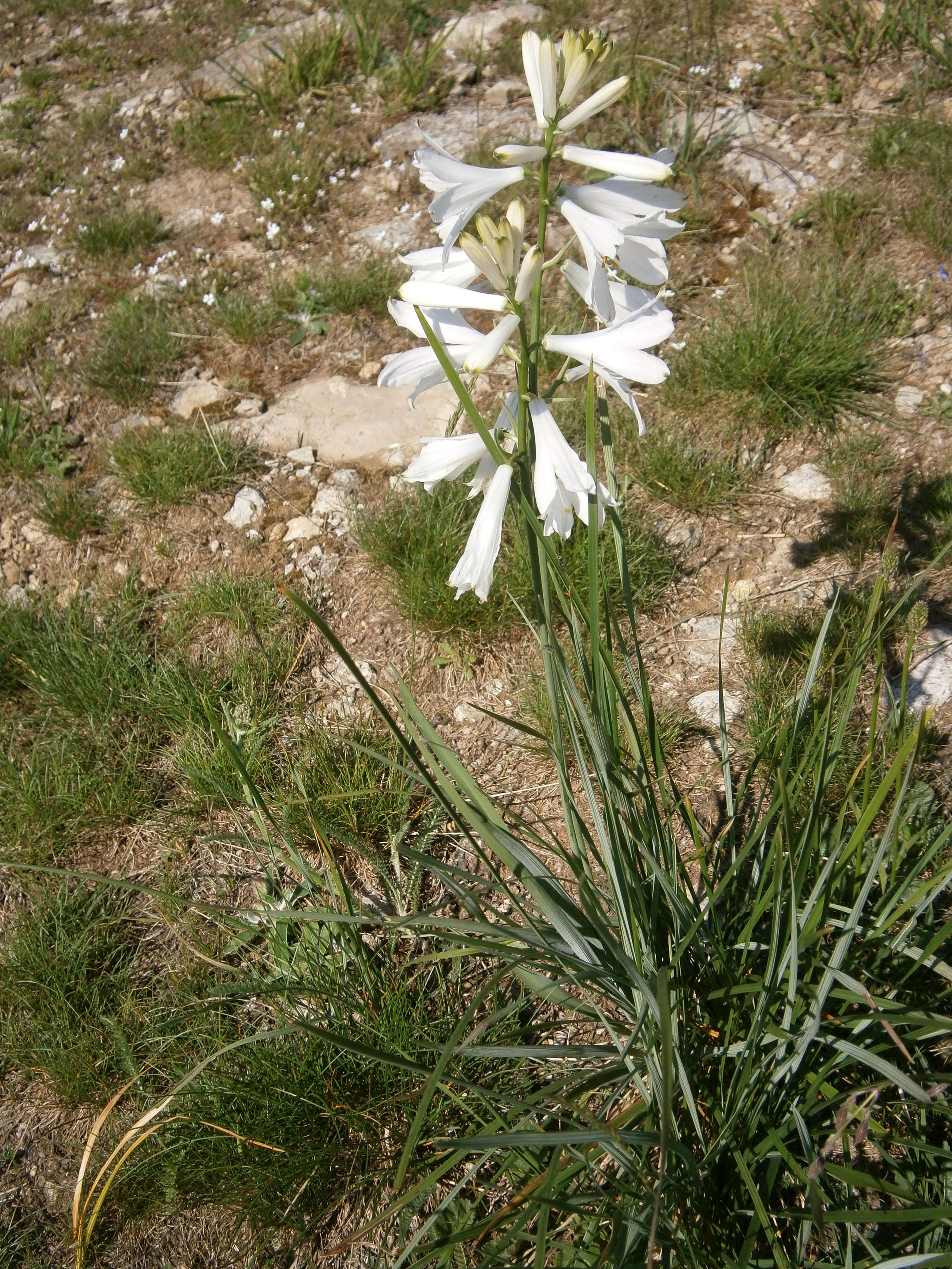 Image of St. Bruno's Lily