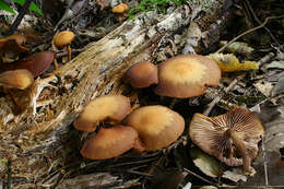 Imagem de Kuehneromyces mutabilis (Schaeff.) Singer & A. H. Sm. 1946