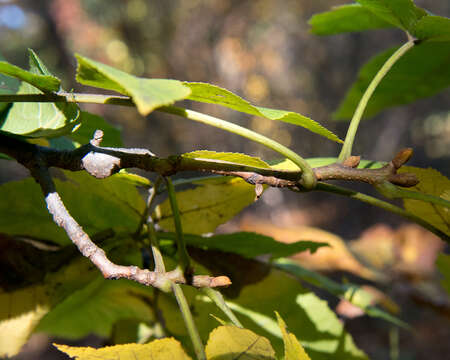 Image of bitternut hickory