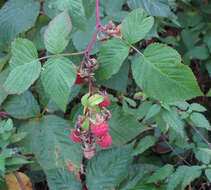 Image of Raspberry