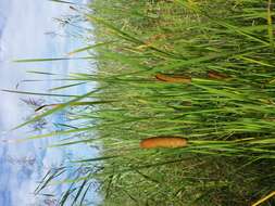 Image of graceful cattail