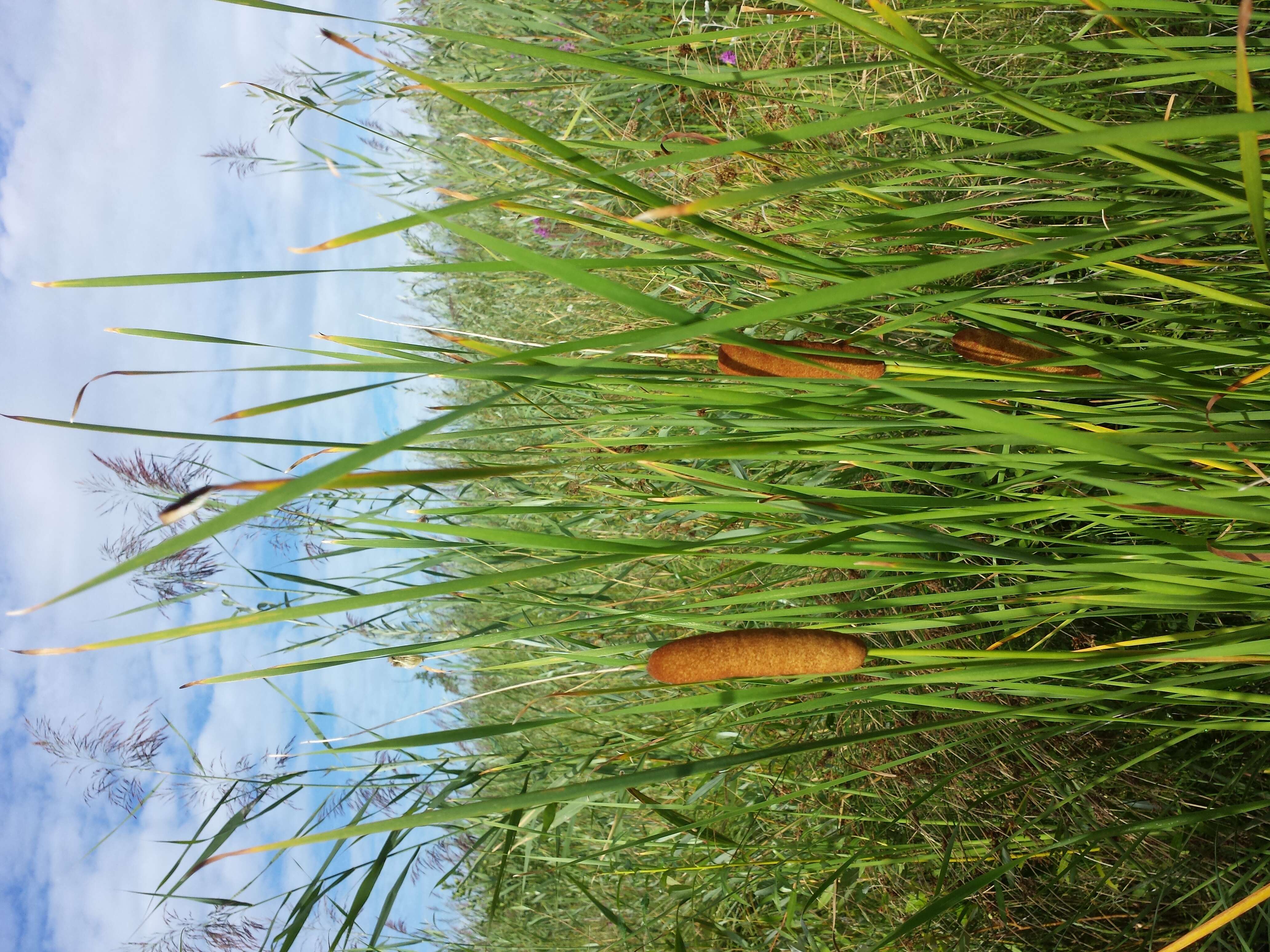 Image of graceful cattail