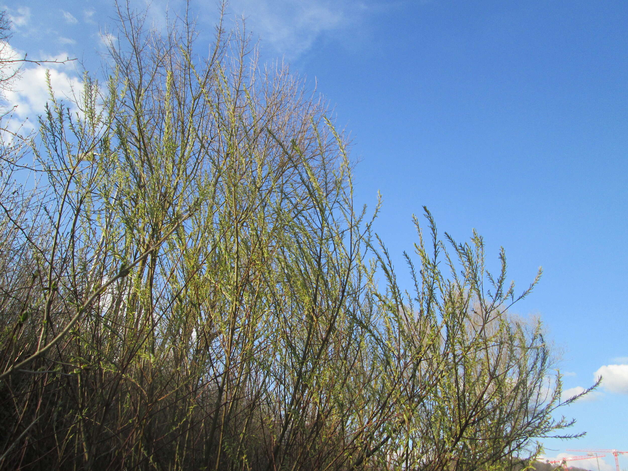 Image of Salix eleagnos