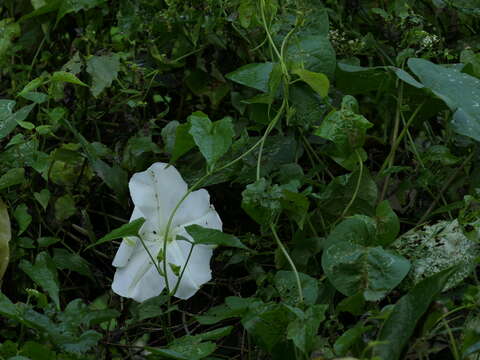 Image of Moonflower or moon vine