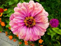 Imagem de Zinnia elegans Jacq.