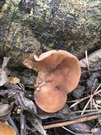 Image of ear fungus