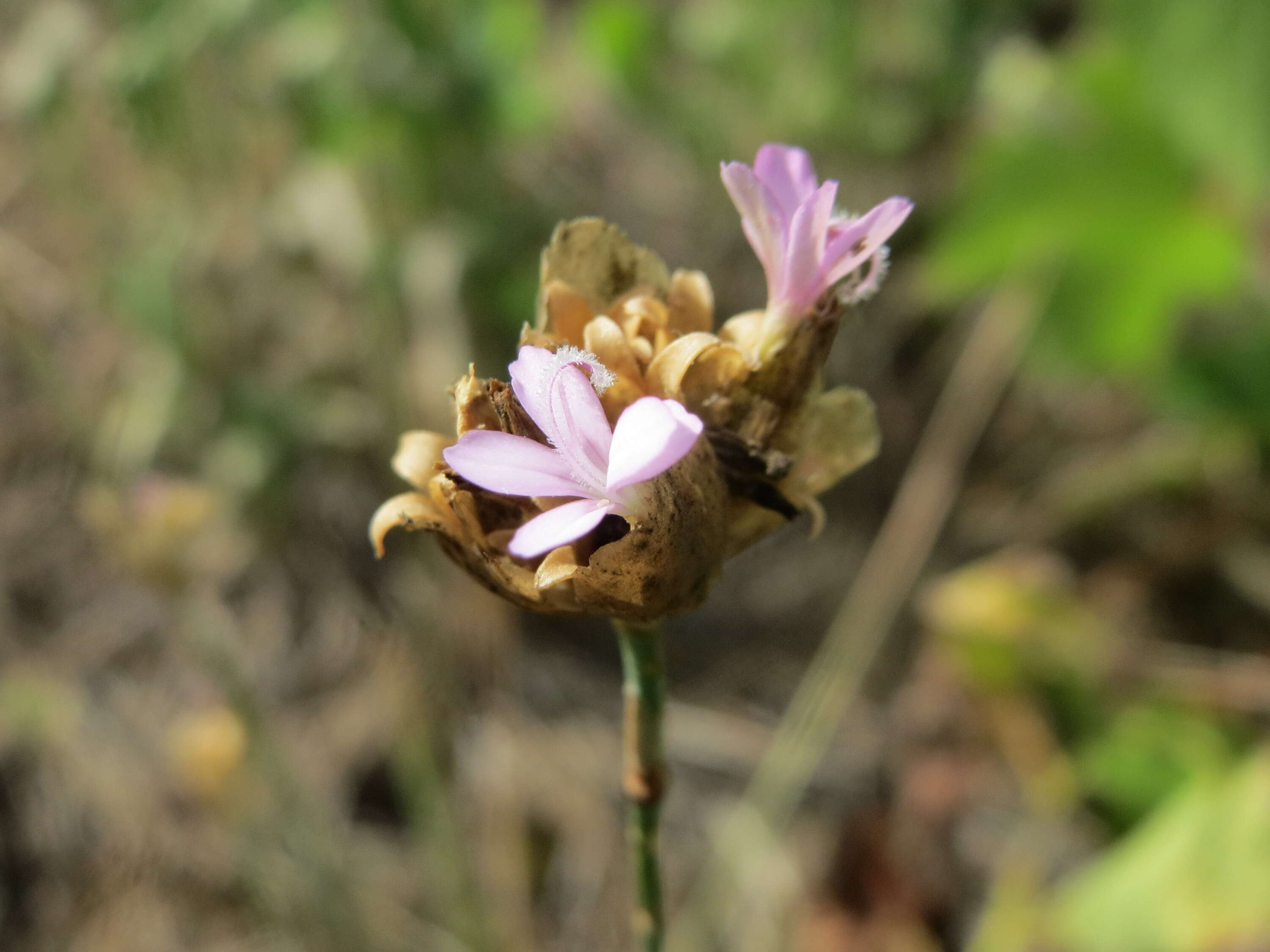 Image of Proliferous Pink