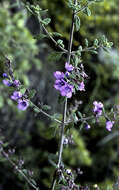 Image of Prostanthera incana A. Cunn. ex Benth.